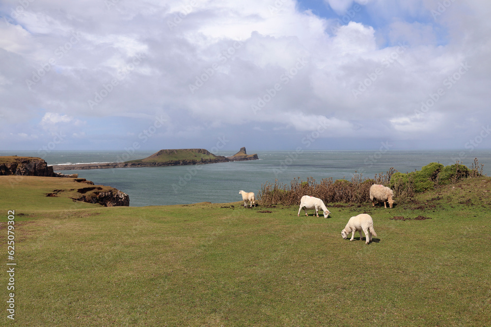 Small group of sheep grazing on the headland overlooking Worm's Head at Rhossili Bay - copy space.