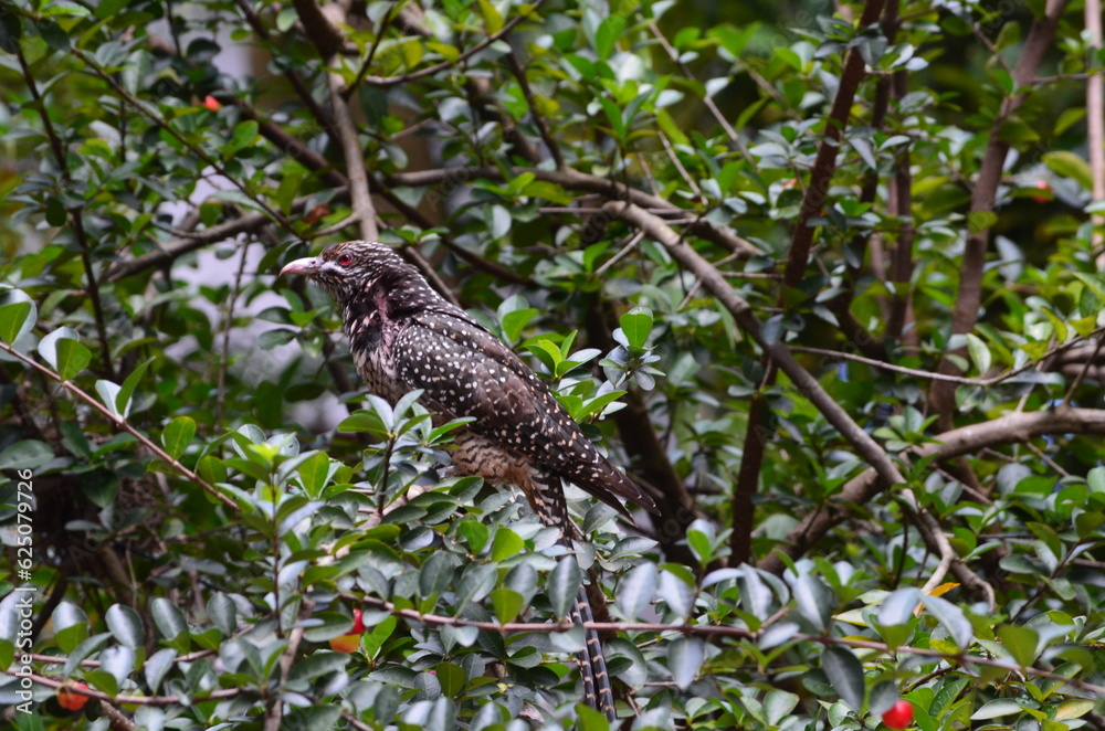 Asian Koel (Koha),red billed hornbill,Sri Lankan koha Asian Koel (Koha),red billed hornbill,Sri Lankan koha