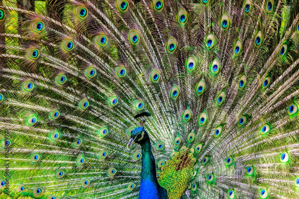 Naklejka premium peacock with feathers
