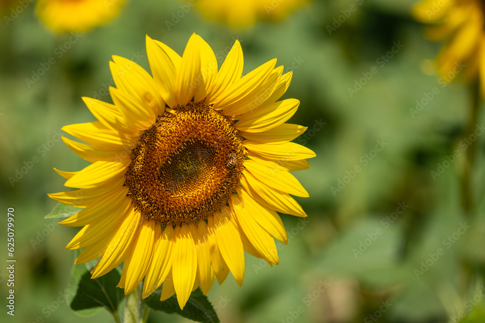 Fiore di girasole con api intente ad impollinare.