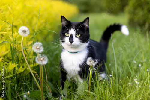 Fototapeta Naklejka Na Ścianę i Meble -  Black and white cat near dandelions in the park