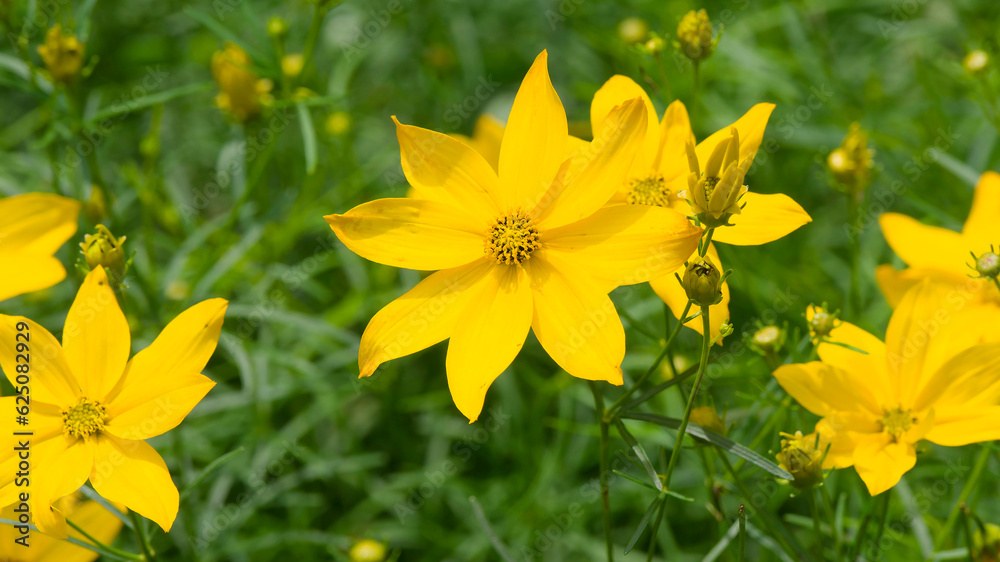 Coreopsis verticillata | Coréopsis verticillé - Coréopsis à feuilles en aiguilles - coréopsis à feuilles de fougère. Fleurs à capitules jaunes vif en étoiles
Coreopsis verticillata | Coréopsis verticillé - Coréopsis à feuilles en aiguilles - coréopsis à feuilles de fougère. Fleurs à capitules jaunes vif en étoiles