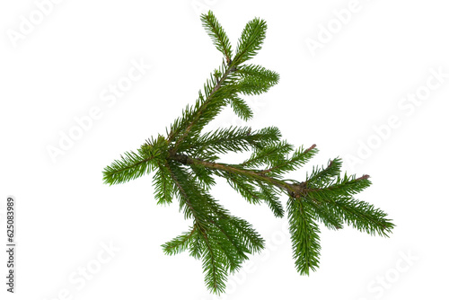 Spruce pine branches isolated on transparent background.  Christmas tree twig clipar clip art. Green branch isolated png © Daria