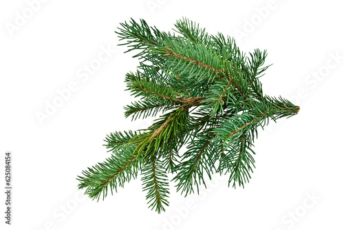 Spruce pine branches isolated on transparent background.  Christmas tree twig clipar clip art. Green branch isolated png