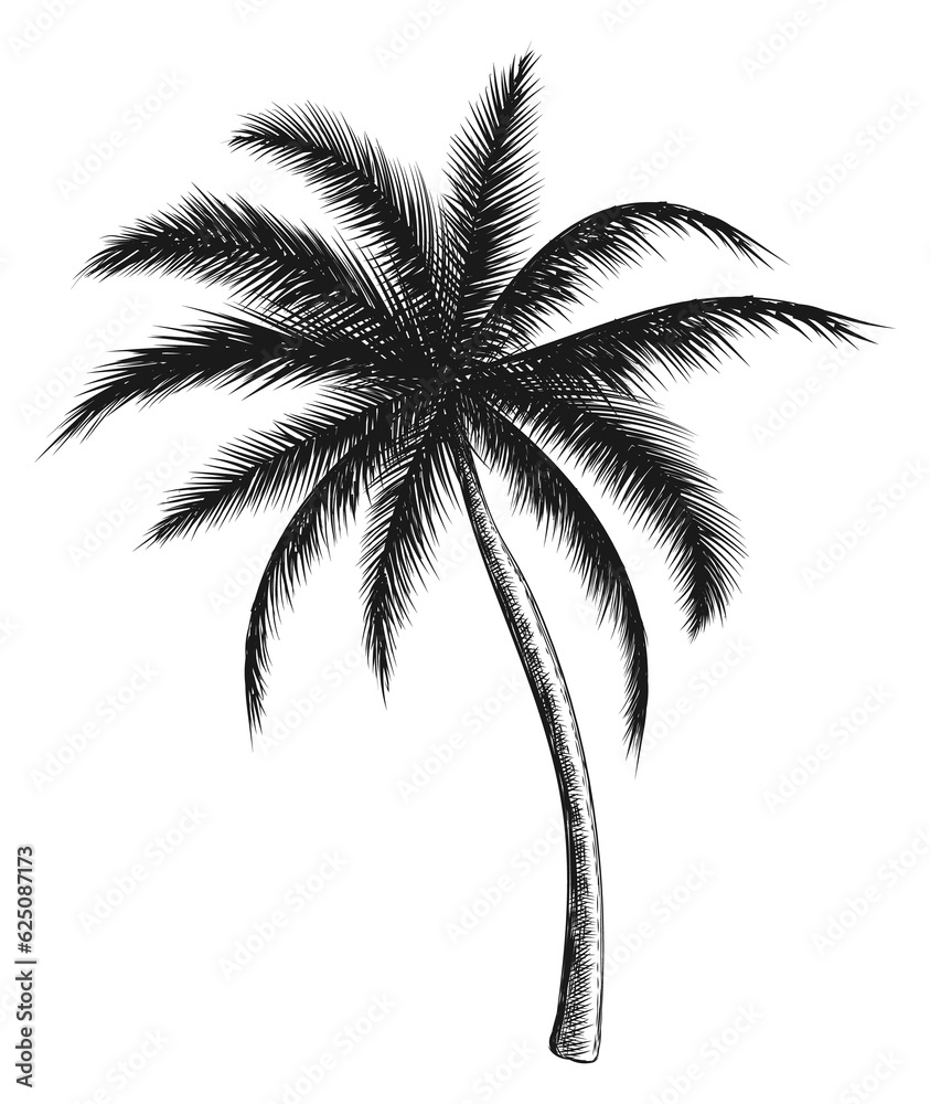 Palm sketch. Jungle tree engraving. Exotic plant Palm sketch. Jungle tree engraving. Exotic plant