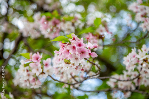 Beautiful cherry blossom with bokeh background.