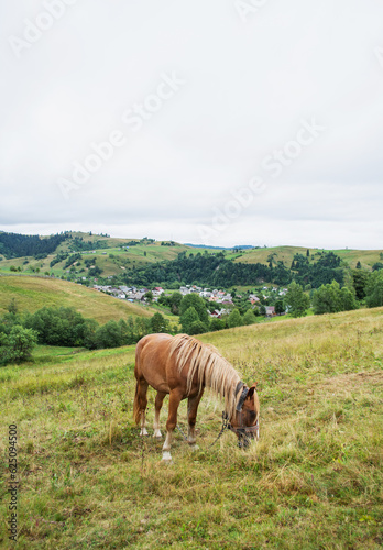 Lonely horse in a carpathian mountains on a pasture under a cloudy sky in Ukraine. Animal breeding concept.