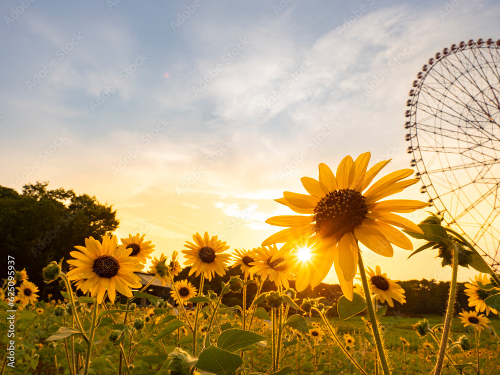夏の夕景、葛西臨海公園_向日葵と観覧車