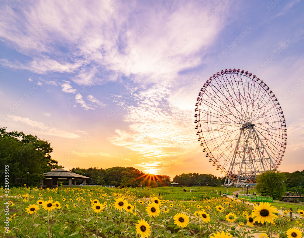 夏の夕景、葛西臨海公園_向日葵と観覧車