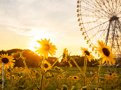 Obraz na płótnie 夏の夕景、葛西臨海公園_向日葵と観覧車 w salonie