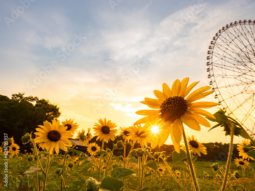 Obraz na płótnie 夏の夕景、葛西臨海公園_向日葵と観覧車 w salonie