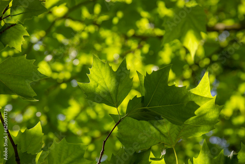 Green leaves of a tree against the sky.