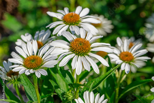 White coneflower on a background of green leaves.