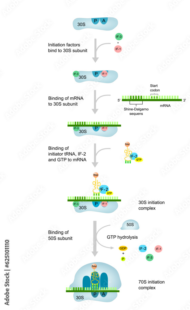 The initiation of translation in prokaryotic organisms. Protein synthesis diagram. 