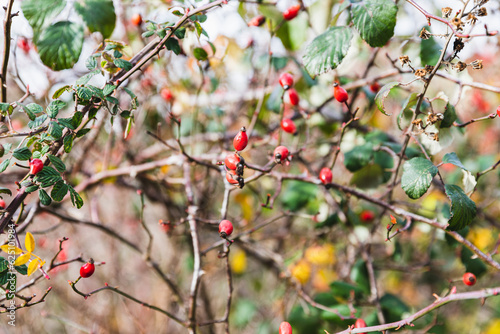 Blossoming branches with red fruits, enchanting Ciñera's Faedo Forest in León