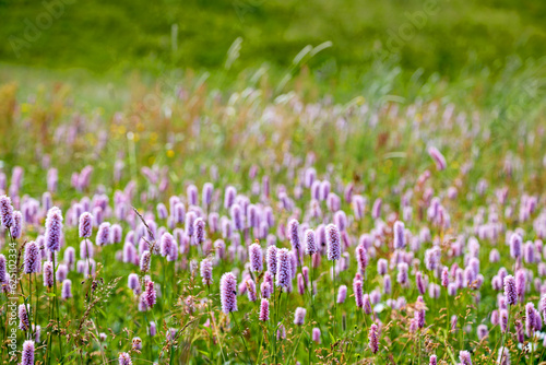 Meadow on the high alps are full of blooming wild snakeweed flowers (Polygonum bistorta) photo
