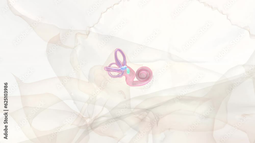 The vestibular receptors lie in the inner ear next to the auditory cochlea. They detect rotational motion (head turns), linear motion (translations) The vestibular receptors lie in the inner ear next to the auditory cochlea. They detect rotational motion (head turns), linear motion (translations)