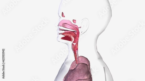 Croup is a childhood condition that affects the windpipe (trachea), the airways to the lungs (the bronchi) and the voice box
