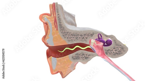 external ear can be divided functionally and structurally into two parts photo