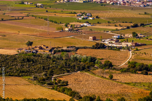 Landscape with summer vineyards near Vilafranca del Penedes, Catalunya, Spain