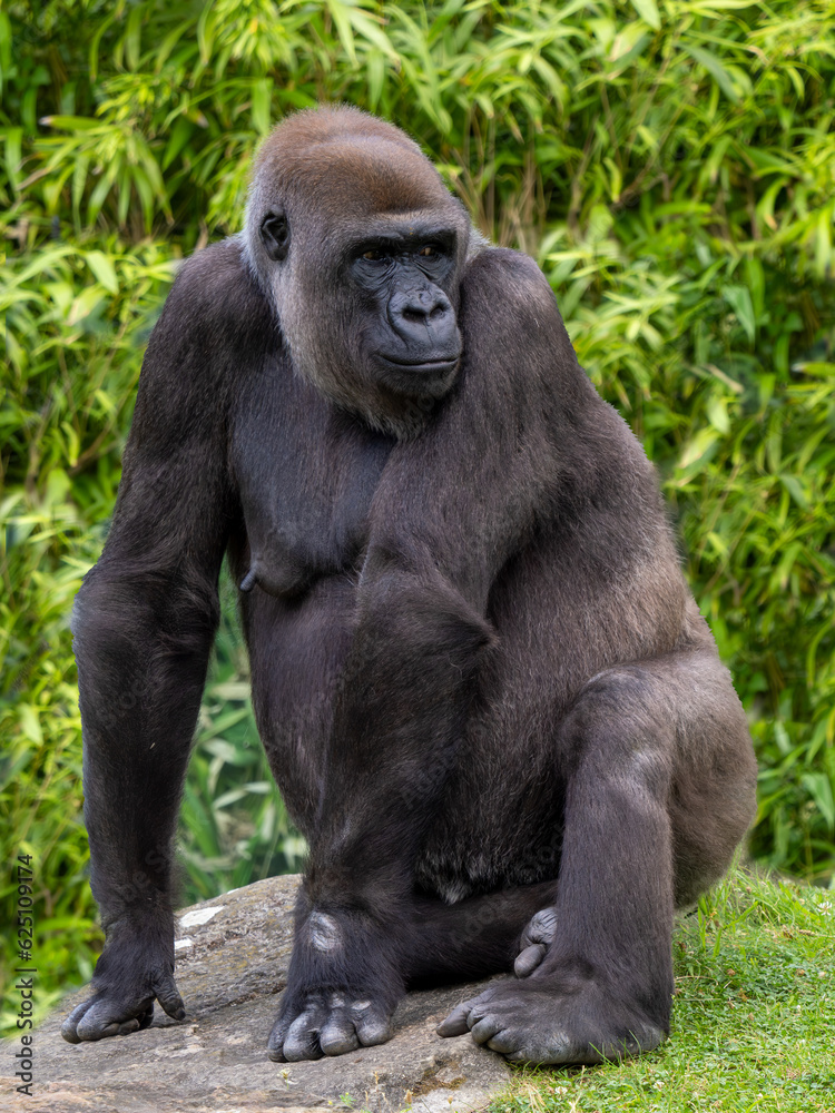 Gorilla