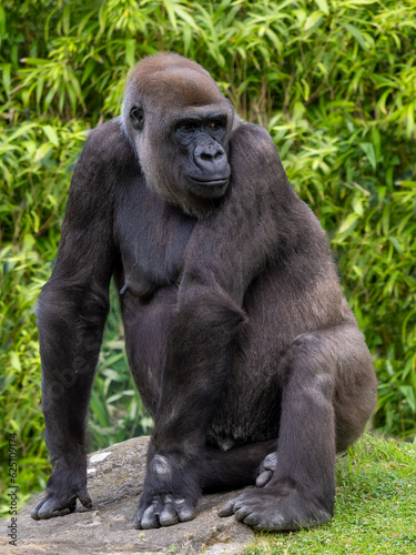 Gorilla © Peter