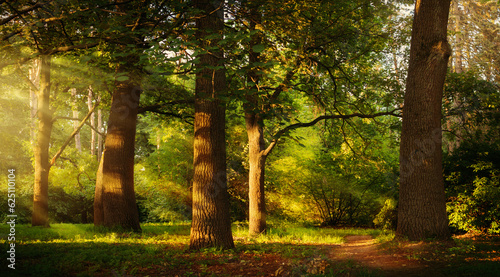 Fototapeta Naklejka Na Ścianę i Meble -  Beautiful rays of sunlight in a green summer oak forest;