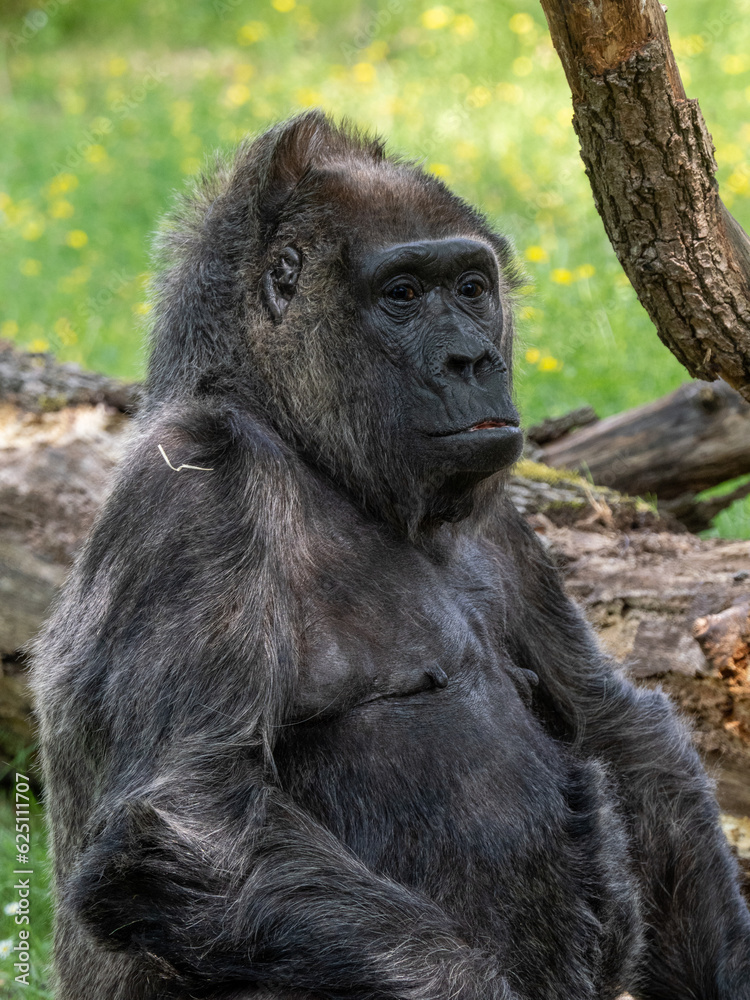 Gorilla Gorilla