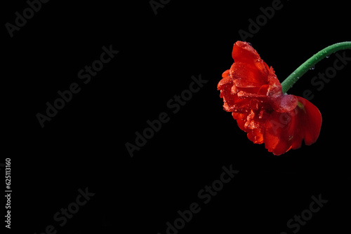 Noise, graininess, out of focus, film effect, red tulip flower on a black background with an empty space for text, copy space, greeting card, cover design element, love, Valentine's Day and March 8