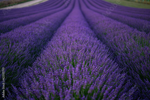 A beautiful field of blooming lavender. Sunset at a lavender field.