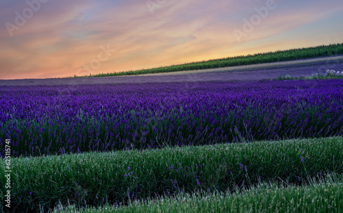 A beautiful field of blooming lavender. Sunset at a lavender field.