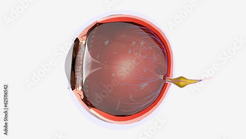 Floaters are small dark shapes that float across your vision