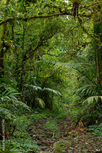 Inside of tropical rainforest, Baru volcano national park, Chiriqui, Panama - stock photo