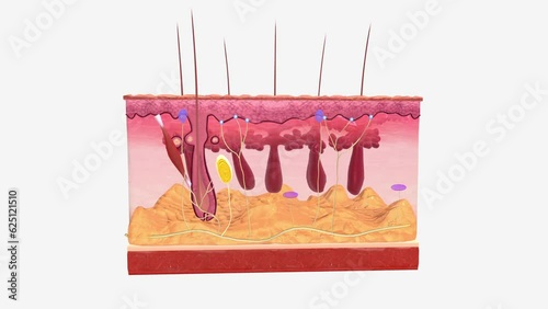 Ruffini Endings (or Corpuscles) are found in the superficial dermis of both hairy and glaborous skin photo