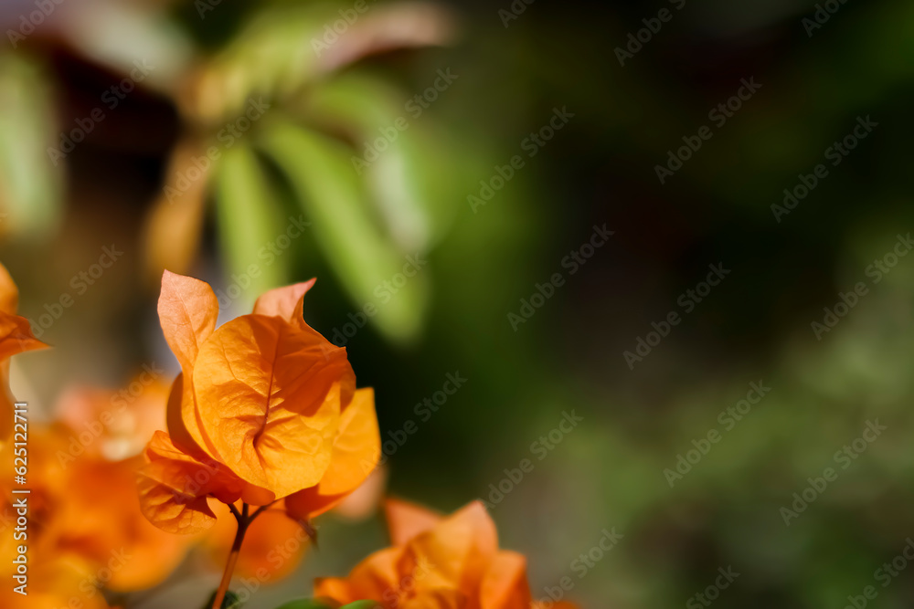 Fototapeta premium Bougainvillea buttiana flowers (paper flowers) that are in bloom look very beautiful as a front decoration for the house.
