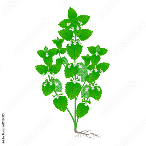 Melissa officinalis plant with flowers and roots on a white background.