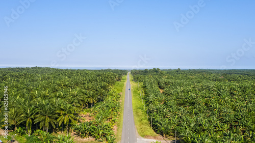 Panorama view of palm oil plantation At Sandakan Sabah  Borneo. Aerial view