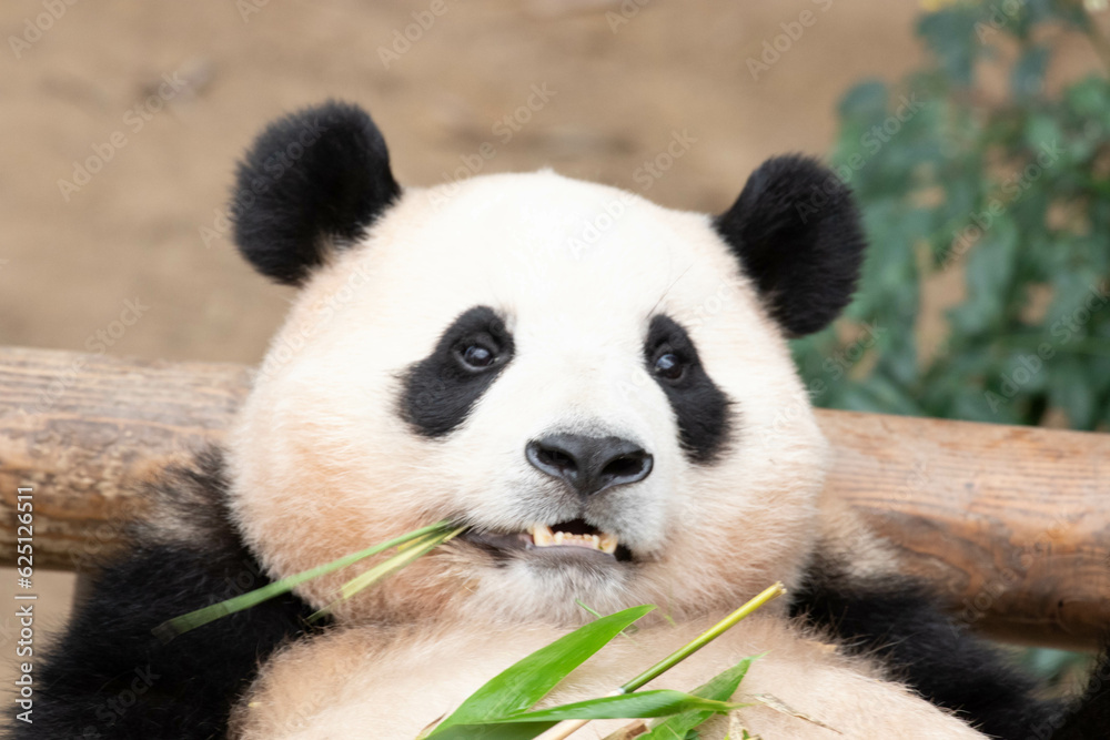 Fototapeta premium Funny pose of Happy Panda in South Korea, Fu Bao