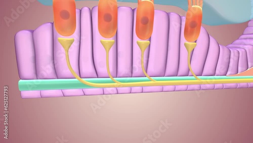 Hair cells, the primary sensory cells in the inner ear, transmit mechanical impulses evoked by sound and head movements to the brain.