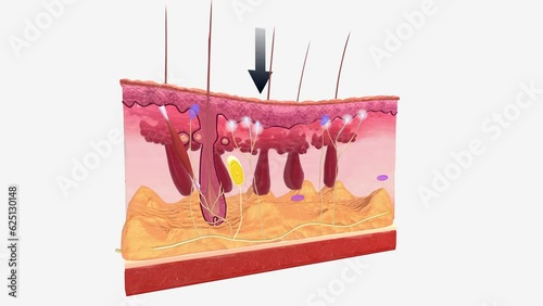 Merkel cells are found in the top layer of the skin photo