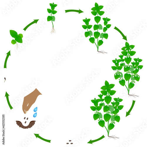 Life cycle of melissa officinalis plant on a white background.