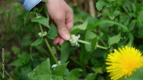 foraging edible herbs in spring: white dead-nettle
