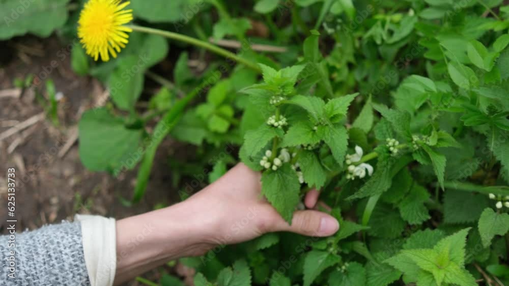 foraging edible herbs in spring: white dead-nettle foraging edible herbs in spring: white dead-nettle