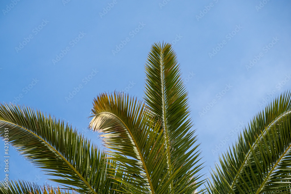 Palm leaves with blue sky in the background Palm leaves with blue sky in the background