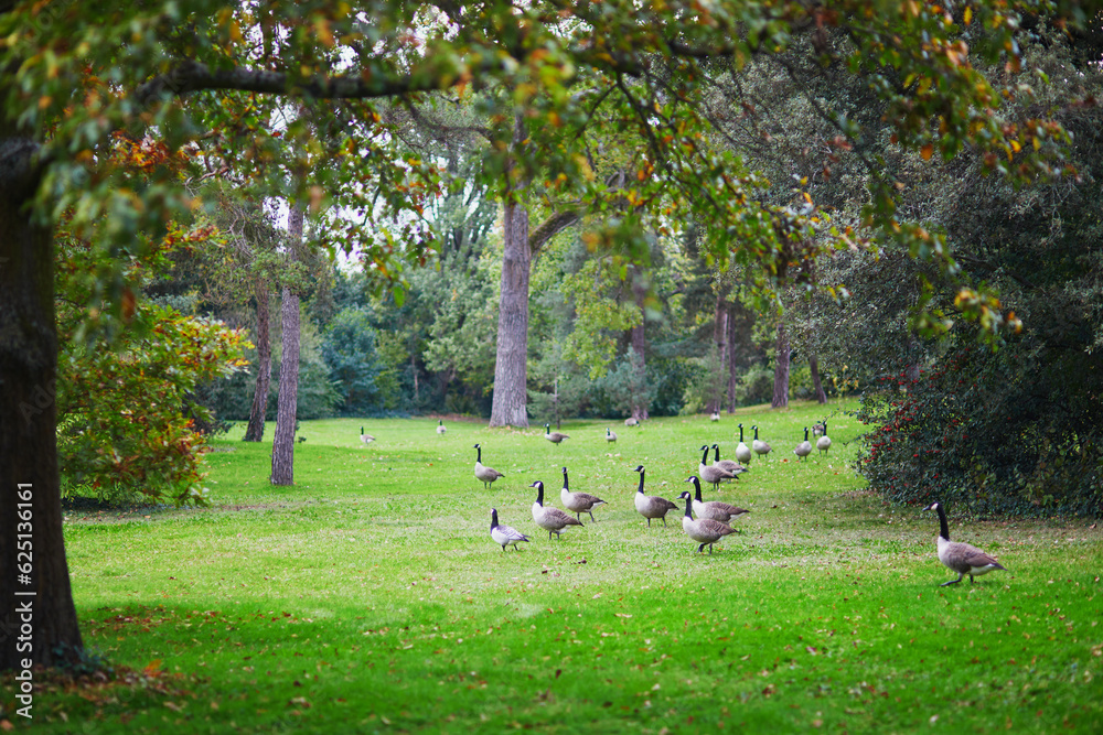 Canada geese on the grass in Park Bagatelle, Paris, France Canada geese on the grass in Park Bagatelle, Paris, France