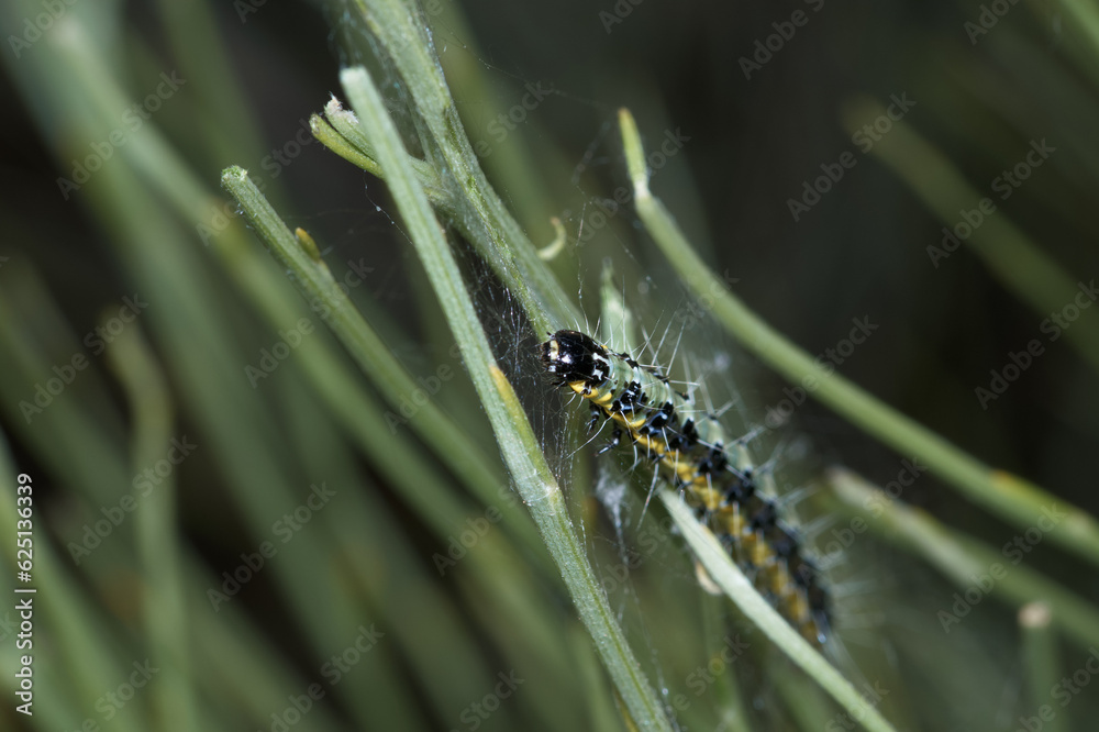 owad entomologia makro zbliżenie przyrody zwierzęcy szczegóły przyrodzie wild na zewnątrz lato owad entomologia makro zbliżenie przyrody zwierzęcy szczegóły przyrodzie wild na zewnątrz lato
