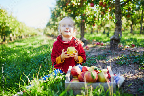 Adorable preschooler girl picking red and yellow ripe organic apples