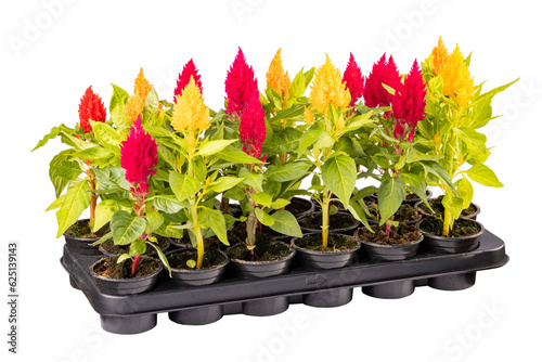 Celosia ornamental plants photo