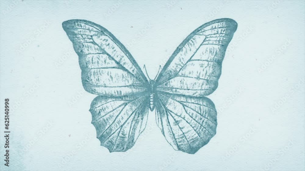 Retro Butterfly Drawing Ink Reveal/ 4k motion graphics of sketched butterfly insect ink drawing revealed background