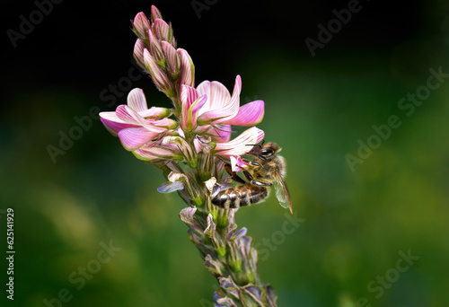 Rosa Blüten einer Saat-Esparsette (Onobrychis viciifolia) mit Biene (Westliche Honigbiene - Apis mellifera) vor dunkelgrünem Bokeh - Baden-Württemberg, Deutschland photo